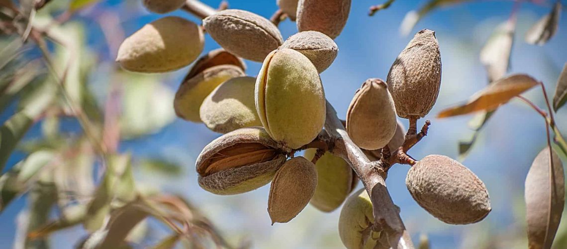Close-up of ripening almond in almond tree branch